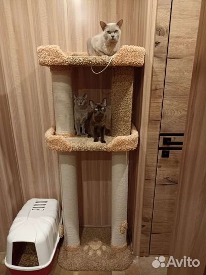 Когтеточка с домиком