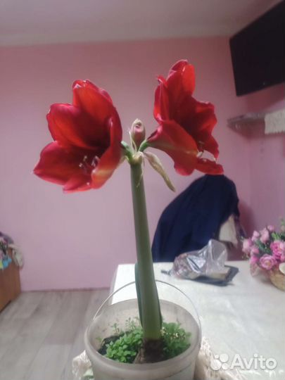 Гиппиаструм