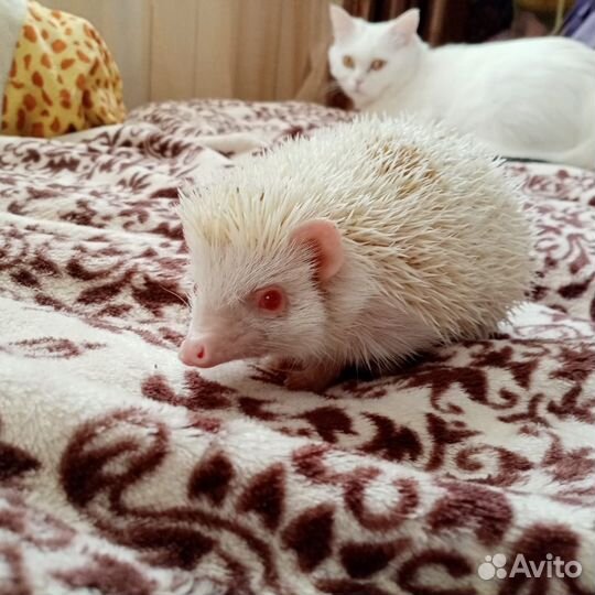 Африканский ежик