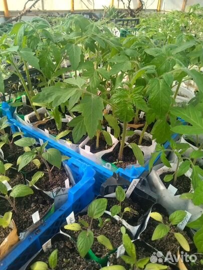 Рассада остатки