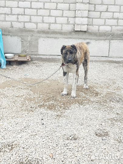 Кавказская овчарка