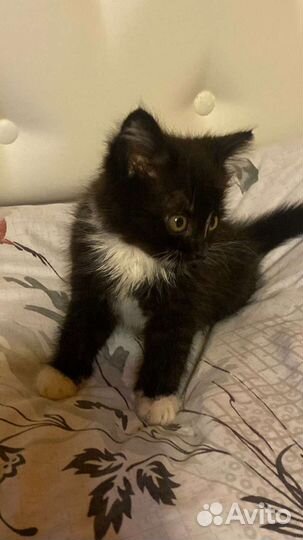 Котенок в дар 1,5 мес мальчик