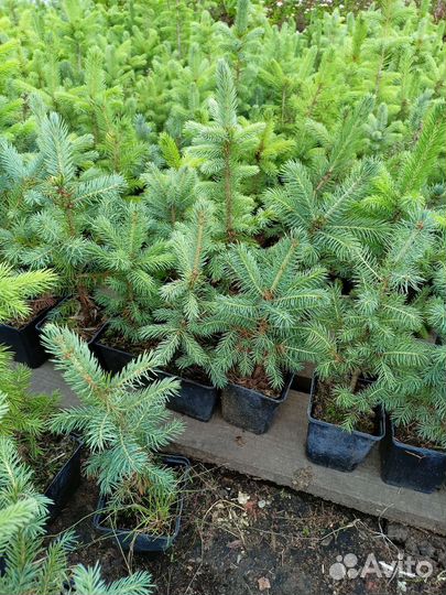 Ель голубая Супер Блю