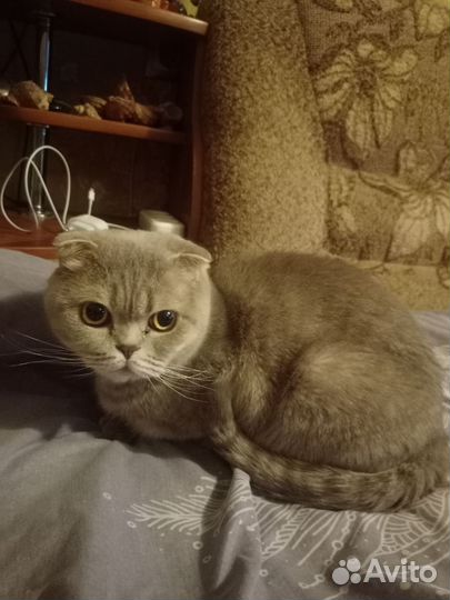 Шотландская кошечка