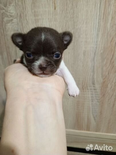 Чихуахуа шоколадный