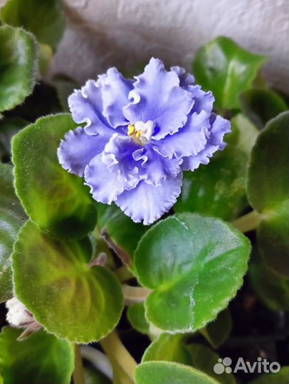 Сортовые фиалки цветущие