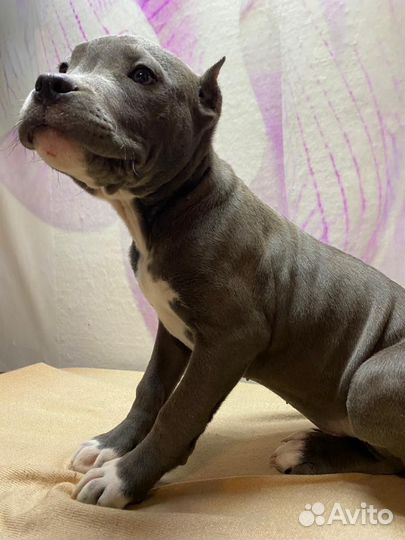 Девочка амстаффа