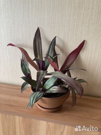 Традесканция Рео