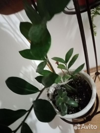 Замиокалькус