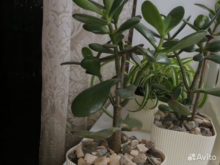 Денежное дерево, толстянка, крассула