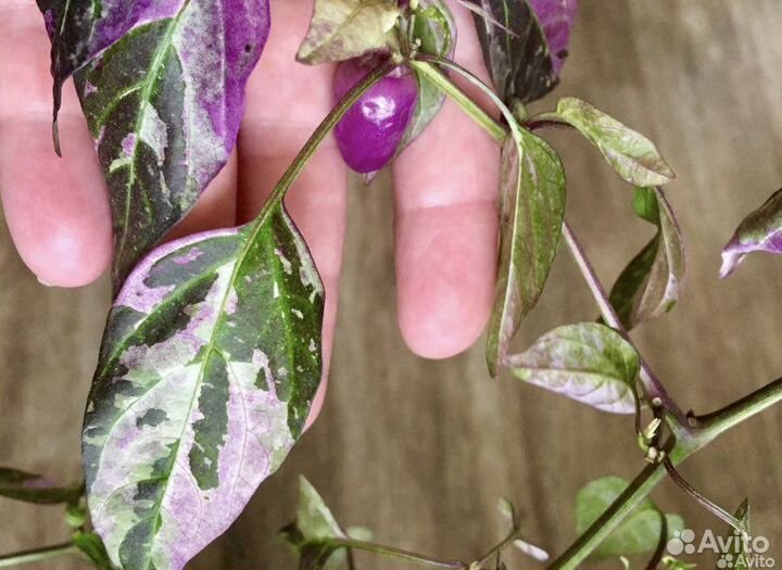 Комнатный перчик