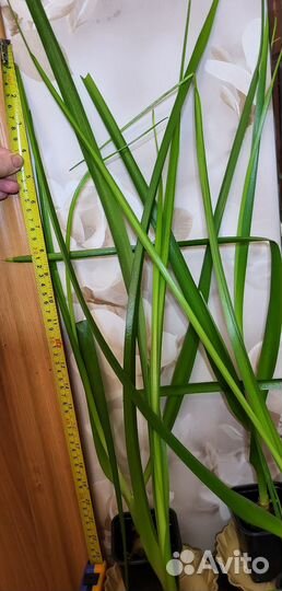 Индийский лук (птицемлечник)