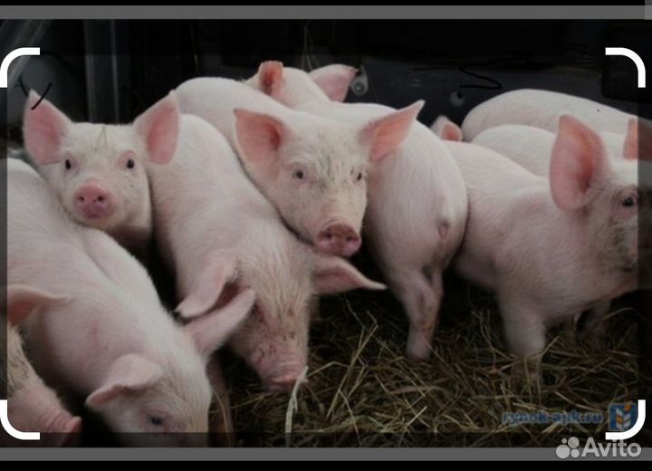 Продам поросят