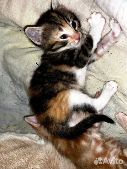 Котёнок