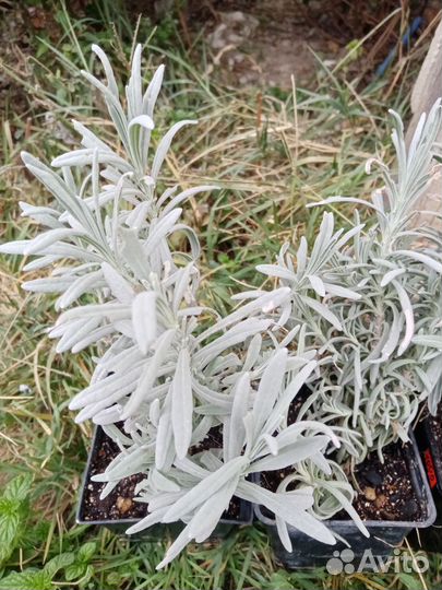 Лаванда саженцы