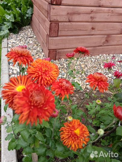 Гортензия метельчатая,хризантемы