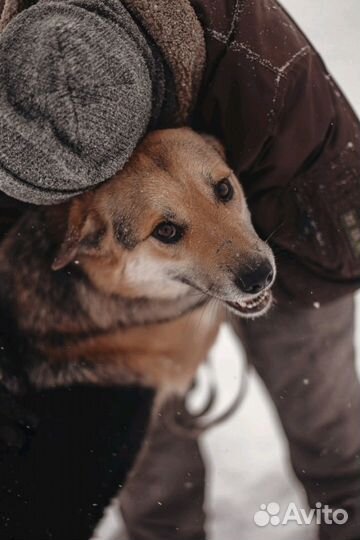 Собака в добрые руки