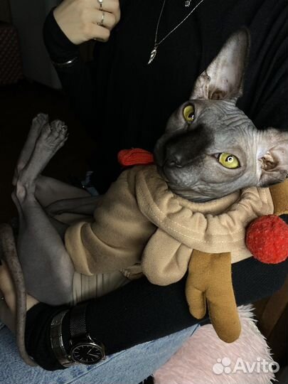 Канадский сфинкс вязка