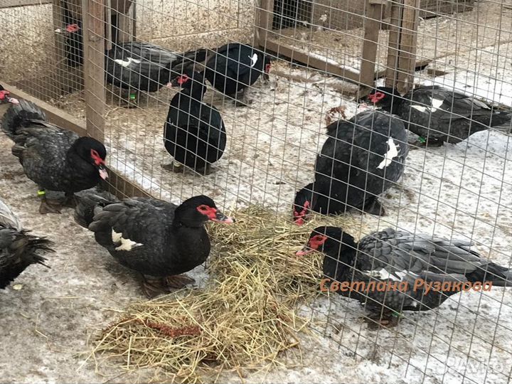 Мускусные индоутята, инкубационное яйцо, селезни