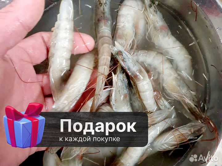 10 кг оптовые поставки Креветки все размеры, оптом