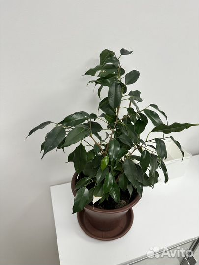 Фикус бенджамина