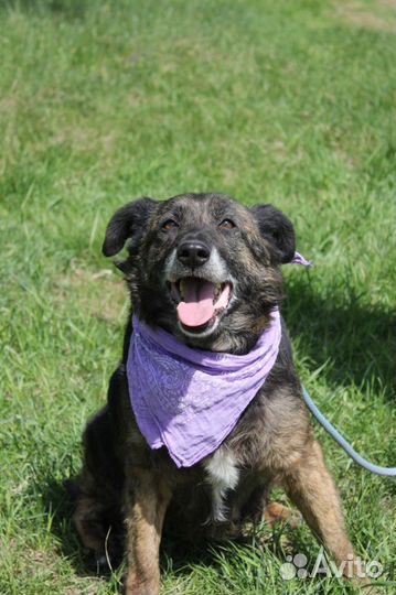 Подари счастливую жизнь собаке, Балин