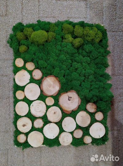 Панно из стабилизированного мха и спилов