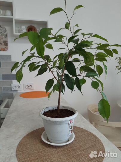 Фикус бенджамина плетеный