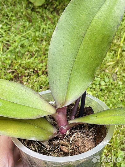 Орхидея фаленопсис радуга сапорита