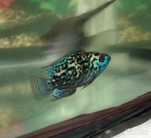 Цихлазома Блю Демпси