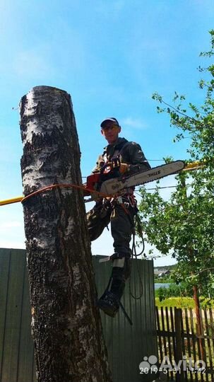 Спилим любое дерево