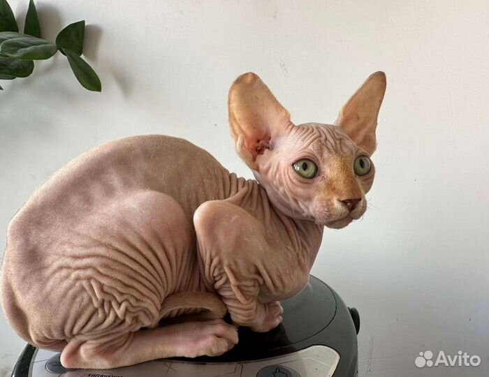 Канадский сфинкс котенок