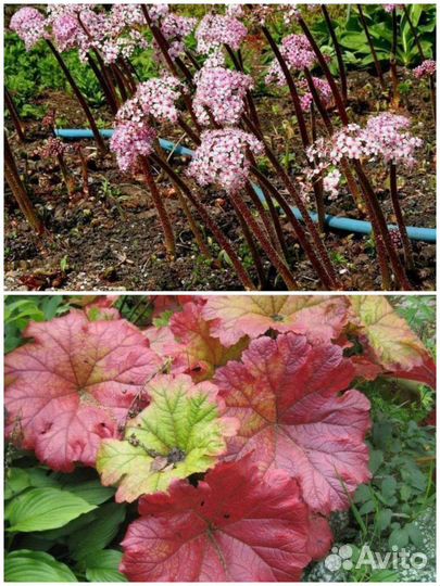 Дармера, бадан, аюга