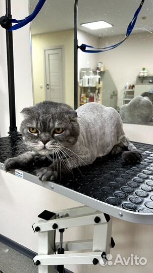 Стрижка (груминг) / экспресс-линька котов и кошек