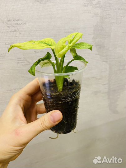 Монстера адансона вариегатная