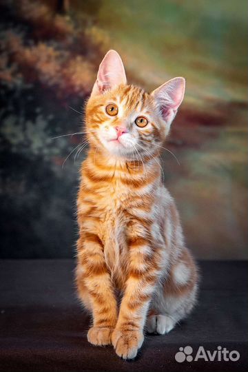 Красивые курильские бобтейлы