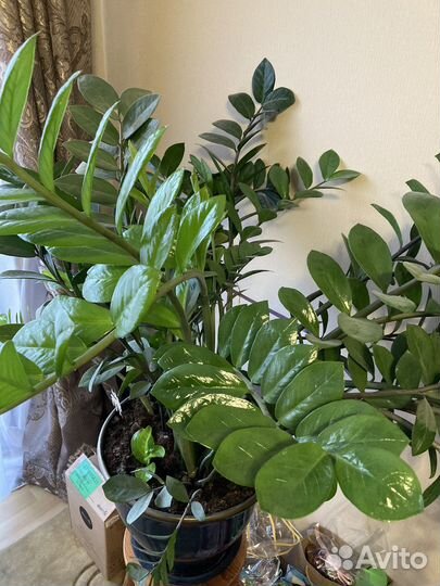 Замиокулькас