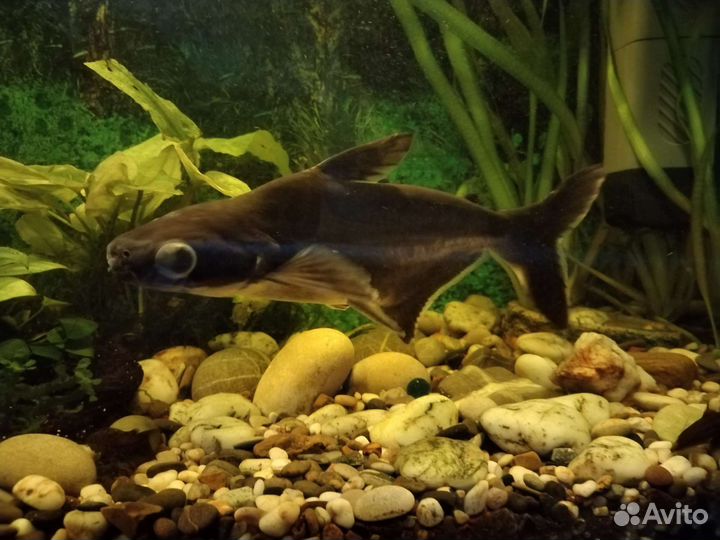 Анциструс (акулий сом)