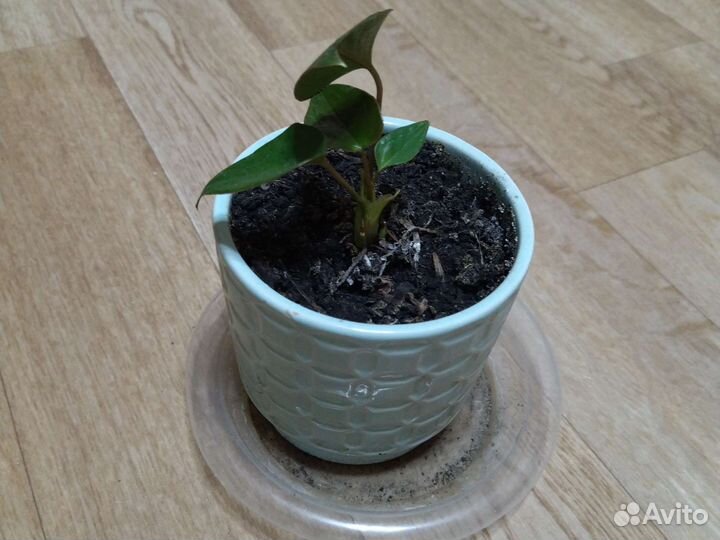 Антуриум, замиокулькас спатифиллум хавортия фикус