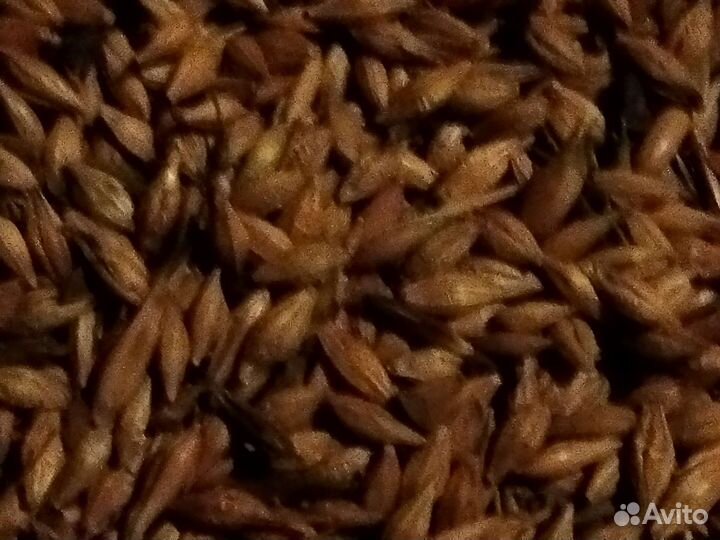 Овес ячмень пшеница