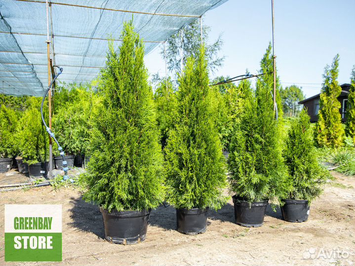 Туи, туя 140 см свежая копка 2023