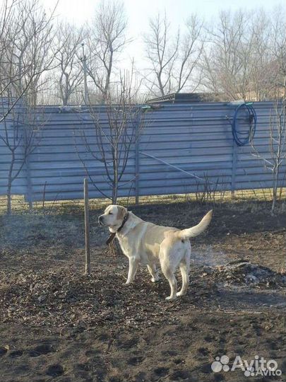 Лабрадор вязка