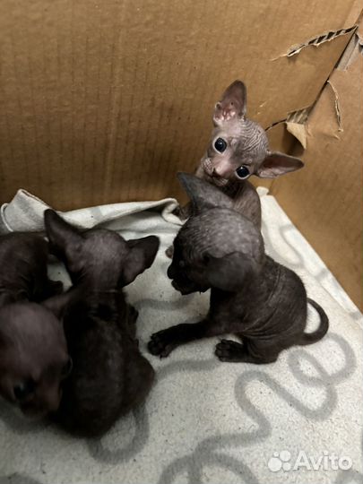 Сфинкс петерболд