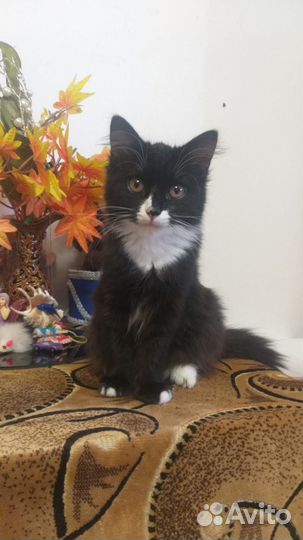 Котëнок девочка