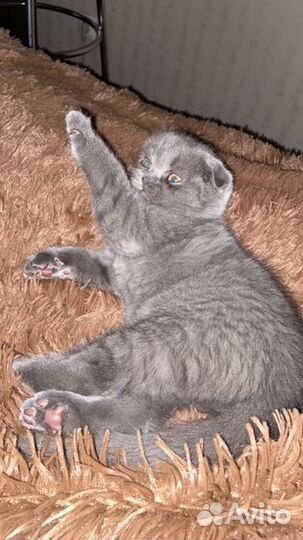 Шотландские котята