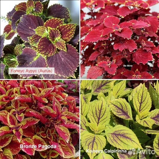 Колеус вегетативный эксклюзив