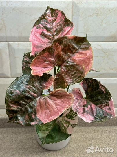 Сингониум Клубничный лёд