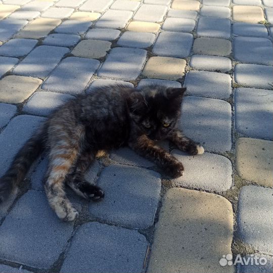 Кошка ищет семью