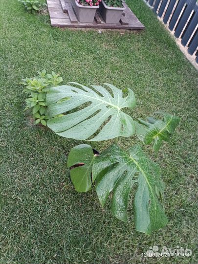 Монстера делициоза