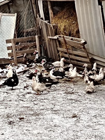 Мускусные утки